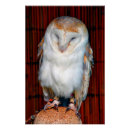 Search for birds of prey posters Nature