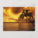 Search for palm tree postcards Scenic