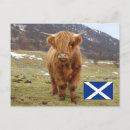 Search for scottish postcards Cow