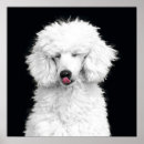 Search for poodle art posters White