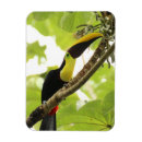 Search for toucan magnets Exotic birds