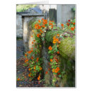 Search for nasturtium Old