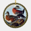 Search for widgeon Pair of ducks