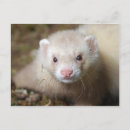 Search for ferrets postcards Animal