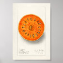 Search for orange flower posters Fruit