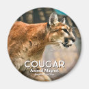 Search for cougars magnets Animal