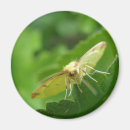Search for bug pictures magnets Wildlife