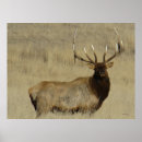 Search for wapiti posters Cervus canadensis