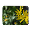 Search for gerbera daisy magnets Photography