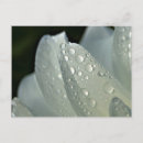 Search for macro stamps postcards Blooming