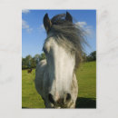 Search for grey headed postcards Animal
