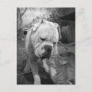 Search for respect postcards Animal