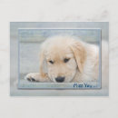 Search for golden retriever lover postcards Puppy
