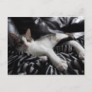Search for diva postcards Cat