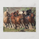 Search for mustang wild horses postcards Cowgirl