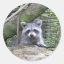 Search for critter stickers Racoon