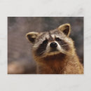 Search for racoon postcards Raccoons