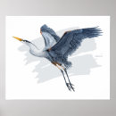 Search for flight posters Bird