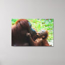 Search for orangutan canvas prints Wild animals