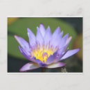 Search for lilly postcards Pond