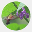 Search for moths stickers Insects