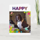 Search for sure photography Dog groomer