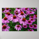 Search for coneflower posters Blossom