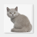 Search for looking old magnets Animal