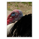 Search for tom photography Turkey