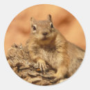 Search for grounded stickers Ground squirrel