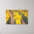 Search for annuus Brown
