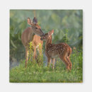 Search for cute fawn magnets Doe