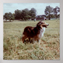 Search for border collie herding dog posters Dogs