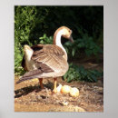 Search for hatching posters Eggs
