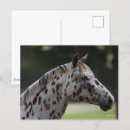 Search for spotty postcards Horse