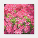 Search for azalea magnets Pink