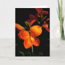 Search for dazzle cards Flower