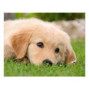 Search for funny golden retriever posters Cute