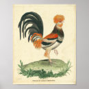 Search for vintage french kitchen posters Chicken