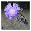 Search for butterfly wall posters Photography