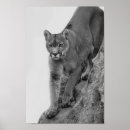 Search for puma mountain cat posters Lion