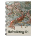 Search for lobster notebooks Seafood