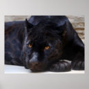 Search for black jaguar posters Portrait