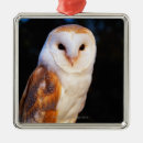 Search for barn owls Wildlife