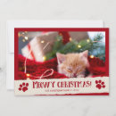 Search for funny cat image cards Cute