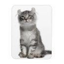 Search for curl magnets Feline
