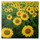 Search for sunflower tiles Garden