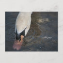 Search for swan postcards Adorable