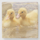 Search for fuzzie coasters Nature