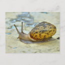 Search for snail photography Wildlife